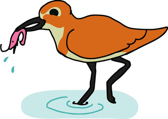 シギと海老　ワンポイント絵　水辺生物