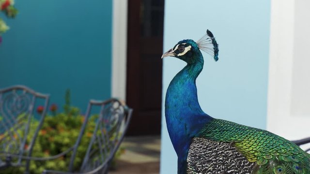 Close up of a peacock looking back and forth.