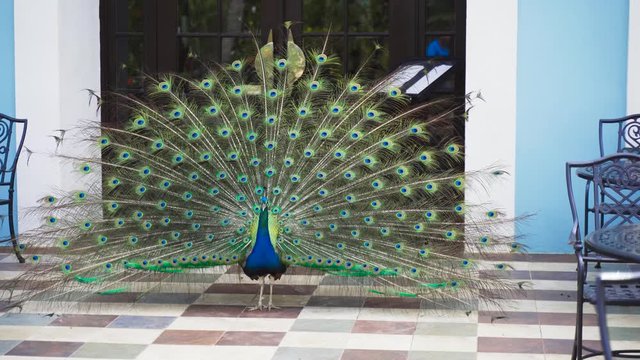 Peacock standing outside a cafe