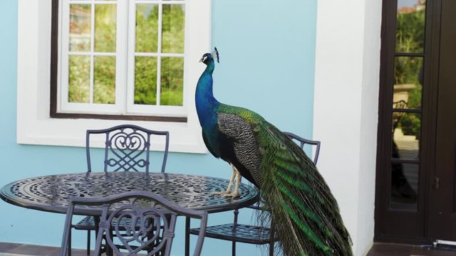 Peacock standing on a table.