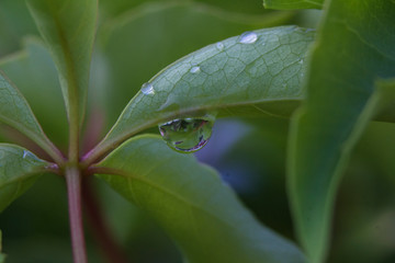 dew on leaf