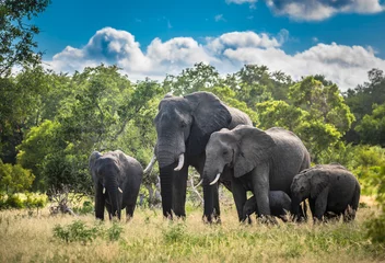Elefantenfamilie im Krüger Nationalpark, Südafrika. © javarman