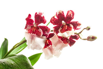 Naklejka na ściany i meble Cambria Orchid or Vuylstekeara Orchid isolated on white background