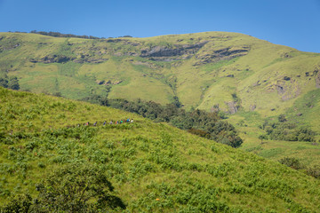 Fototapeta premium Trekking / Hiking at Kudremukh or Kudremukha national park in Chikmagalur, Karnataka, India. Nature walk amidst green landscape in monsoon season. Beautiful greenery in Forest/ jungle. Tiger reserve