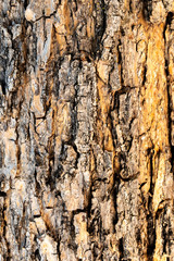 Texture of a tree trunk close-up