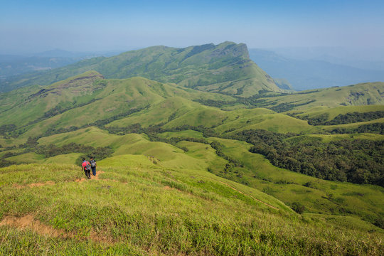 Trekking / Hiking at Kudremukh or Kudremukha national park in Chikmagalur, Karnataka, India. Nature walk amidst green landscape in monsoon season. Beautiful greenery in Forest/ jungle. Tiger reserve