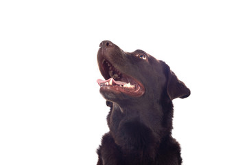 Beautiful Black Golden Retriever dog
