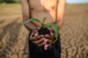 boy are stand holding seedlings are in dry land in a warming world.