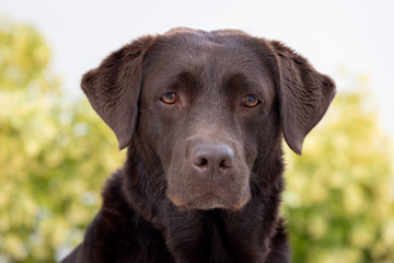 Portrait of a black Golden Retriever dog
