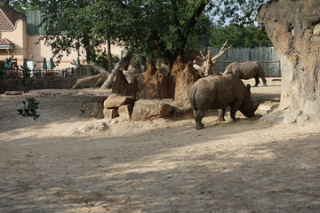 Obraz premium rhino in the zoo