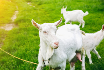 White goat with its babies on the grass. Domestic animals in the nature.