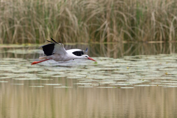 white stork (ciconia ciconia) flying over water surface, reed