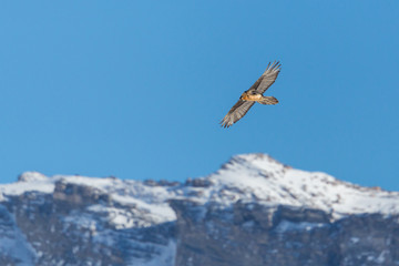 bearded vulture (gypaetus barbatus) in flight, snowcapped mountains