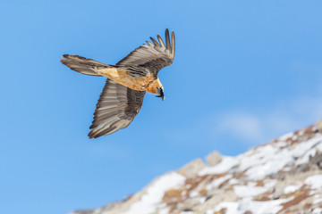 Obraz premium adult bearded vulture (gypaetus barbatus) in flight, rocks