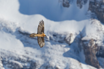 adult bearded vulture (gypaetus barbatus) in flight, snow, rocks