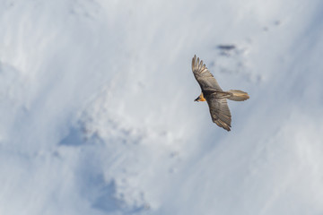 adult bearded vulture (gypaetus barbatus) in flight, snow