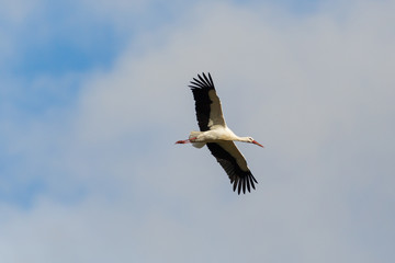 flying white stork (ciconia ciconia), spread wings, cloudy sky