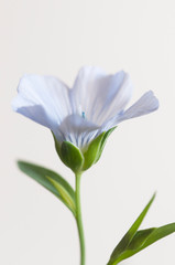 Fototapeta na wymiar Flax (Linum usitatissimum) flowers