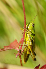 grasshopper sits in the grass.