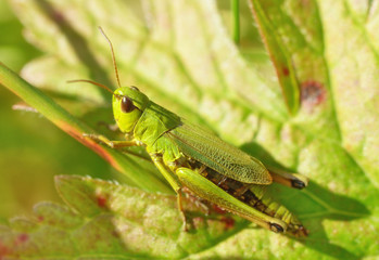 grasshopper sits in the grass.
