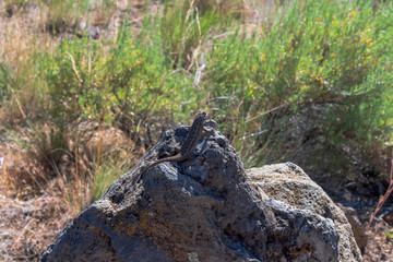 Fototapeta na wymiar A Lizard Warming On A Rock In Lava Beds National Monument