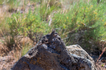 A Lizard Warming On A Rock In Lava Beds National Monument