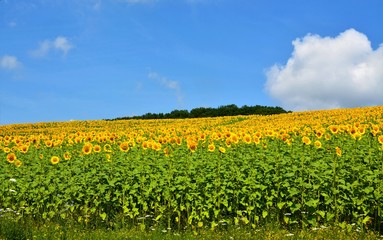 a field of sunflowers