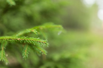 Branch of Green fir outdoor closeup. Christmas tree. Holiday blurred background, wallpaper, abstract backdrop concept