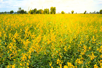 Sunhemp (Crotalaria juncea) flowers field in Thailand.