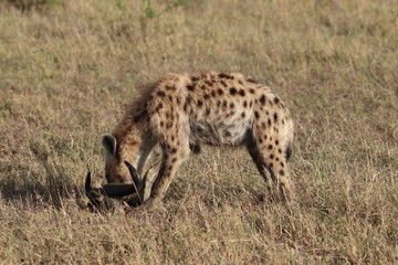 Spotted hyena feeding on a skull, Masai Mara National Park, Kenya.