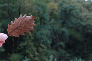 Single dry fall oak leaf in human hand over autumn park or forest in background. Autumn concept. Outdoor walk, nature, September, October, November