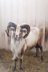 ram stands in a corral for livestock