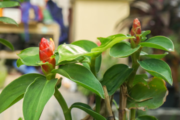 Obraz na płótnie Canvas red Indian Head Ginger plant grow at house outdoor garden