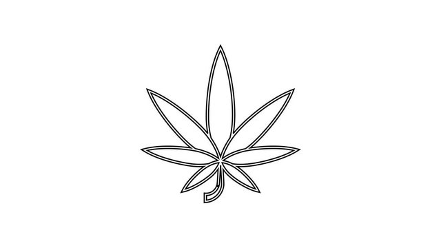 Black Medical marijuana or cannabis leaf line icon on white background. Hemp symbol. 4K Video motion graphic animation