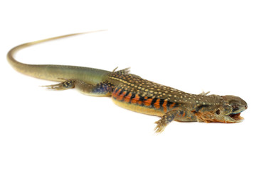 asia iguana or Butterfly lizards isolate on white Background