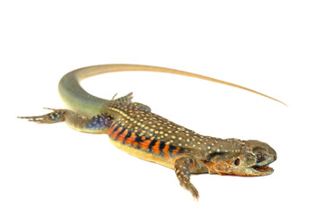 asia iguana or Butterfly lizards isolate on white Background