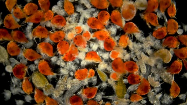 zooplankton of the Black Sea under the microscope. Different types of plankton consisting of crustaceans, larvae, and worms. Main fish feed