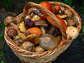 An autumn Mashroom season and picking. Wicker basket with edible mushrooms. Boletus, white and...