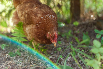 Brown the chicken grazed on grass and eat the delicious juicy grass which would then carry organic eggs