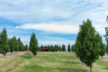 landscape with trees