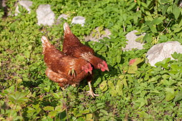 Brown the chicken grazed on grass and eat the delicious juicy grass which would then carry organic eggs