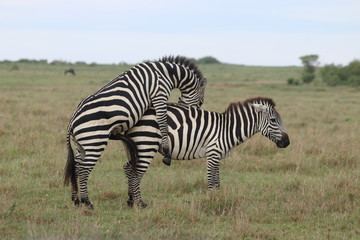 Fototapeta na wymiar Mating zebras, Masai Mara National Park, Kenya.