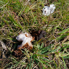 Excrement left behind by freedom campers in New Zealand.