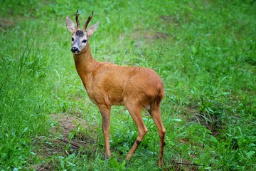 Deer