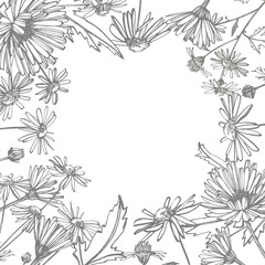 Chamomile. Collection of hand drawn flowers and plants. Botany. Set. Vintage flowers. Black and white illustration in the style of engravings