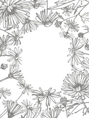 Chamomile. Collection of hand drawn flowers and plants. Botany. Set. Vintage flowers. Black and white illustration in the style of engravings