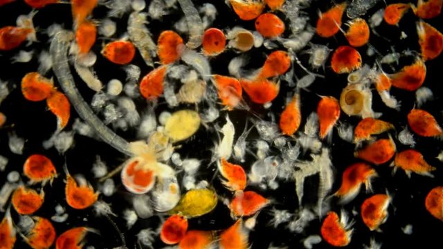 zooplankton of the Black Sea under the microscope. Different types of plankton consisting of crustaceans, larvae, and worms. Main fish feed