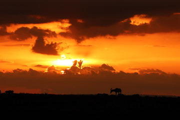Fototapeta na wymiar Topi silhouette in the sunset, Masai Mara National Park, Kenya.