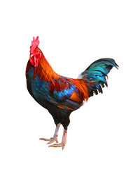 Rooster isolated on a white background