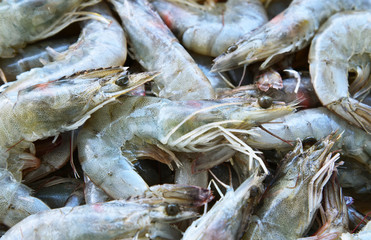 Fresh white shrimps group in market.